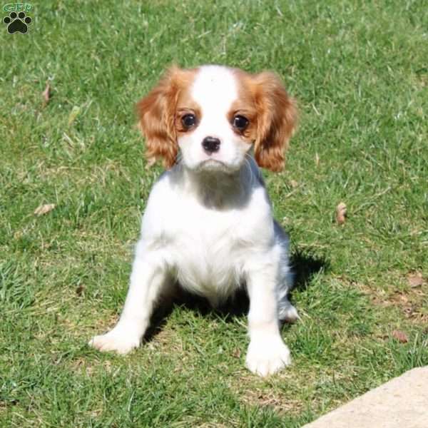 Patrick, Cavalier King Charles Spaniel Puppy